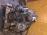 Двигатель Mazda WL-TE-455127 без генератора и кондера Bongo Friendee SGLR