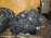 Двигатель Subaru EJ203-C753913 с ЕГР Forester/Legacy '2004-