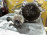 МКПП NISSAN QR20 4wd гидр X-Trail NT30
