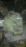 АКПП Mitsubishi 4G19 W1C1A1J5ZA 4WD CVT Colt Z26A