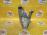 Кронштейн опоры двигателя Audi CDNC A4 B8/8K2/8T3/8RB перед, прав 8K0199308BD