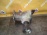 Раздатка Ford HYDC/B5254T Kuga CBV '2011 5AT 55-51SN 9V4N7L486BA 1578164