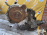 АКПП Mitsubishi 4D68 W4A321UPF4 (3307) 4WD с креплением подушки Chariot/RVR N48W/N28W