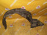 Подкрылок TOYOTA Wish ZGE20 перед, лев 53876-68020
