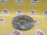Диск тормозной ND6011K F Toyota Lite Ace Noah/Town Ace Noah CR40, SR40 4-100 255х25