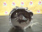 МКПП Kia Bongo 3 D4CB 2.5L CRDi Euro 5 2WD M6AR1 4300047001 PU '2013