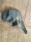 Подкрылок Toyota Vitz NCP10 зад, прав 52592-52070/80