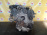 Двигатель Land Rover Freelander KV6/25K4F-P63277032 4WD 5AT LN/L314 '2005