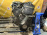 Двигатель Daihatsu HC-0176829 КАРБЮРАТОРНЫЙ Charade G102S