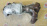 Коллектор выпускной Nissan QR25 Teana/Murano TNJ32/Z51 '06.2008- 1 катализатор, под 1 датчик с катализатором 14002JN10E