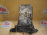 Кронштейн генератора BMW N62/N62B44A X5 E53 L 12317533837