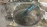 МКПП Honda K20Z2 GYL3 2WD Accord CL7
