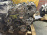 Двигатель Mitsubishi 4G63-PA8756 2WD/4WD 2 вальн DOHC Chariot/RVR N23