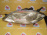 Фара HONDA P4642 лев Edix BE3 '2004-2006