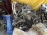 Двигатель Toyota 5E-FE-1262583 катушечный  БЕЗ НАВЕСНОГО Caldina/Corolla/Corsa/Raum EXZ10