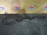 Трубка охлаждения АКПП BMW 17227604980 3-Series F30 N20B20B '2014 2WD ZF 8HP45 пара