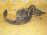 Подкрылок SUBARU Impreza GP7/GPE перед, прав Дефект 59110-FJ020