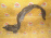 Подкрылок TOYOTA Isis ZNM10 перед, прав 53875-44100