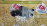 Корпус термостата Toyota 16321-37010 + 16323-37010 / 16323-37020/16323-0T030 Corolla ZRE151 1ZR/2ZR крышка + корпус