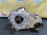 Раздатка Mercedes M-Class W164/W251 '2010 A2512802100