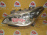 Фара Nissan 100-23035 лев Fuga Y51 Хром (под xenon) Дефект крепления Дефект стекла (скол)