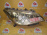 Фара Nissan 100-23035 прав Fuga Y51 Хром (под xenon) Дефект крепления