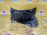 Подкрылок Audi A4 B9/8W5 '2016 перед, лев н Сапожок 8W0853887A