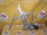 Стеклоподъемник Toyota C-HR NGX10 перед, лев LHD (7 контактов) 85720-10100