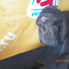 Балка TOYOTA ACR30/MCR30 Estima ABS DISC. в сборе R