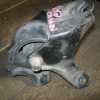 Подушка двигателя Honda D13B/D15B EK3 с кронштейном R в