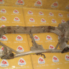Рамка радиатора NISSAN AD /Sunny /Bluebird Y11/B15/G10 '1999-2001 Дефект (коррозия) 62500-4M600