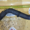 Патрубок  радиатора Nissan 215018H300 / 215018H301 X-Trail T30 QR20 в