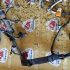 Коса ДВС Toyota 4S-FE SV40 m/t без привода., кат. + комп.89661-32880