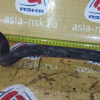 Патрубок радиатора печки Subaru 72015AA020 Forester SF5/SF9 EJ254 с помпы на радиатор печки