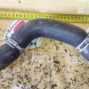 Патрубок  радиатора Subaru 45161SC020 Forester SHJ FB20 L F низ.