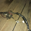 Коса ДВС Toyota 2NZ Vitz NCP10 2WD a/t U441E + компьютер 89661-52041